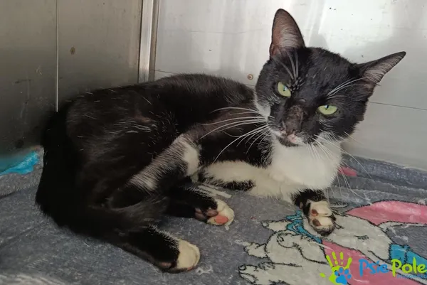 Znaleziono kota, Racławice, 13 czerwca 2025 (4/5)