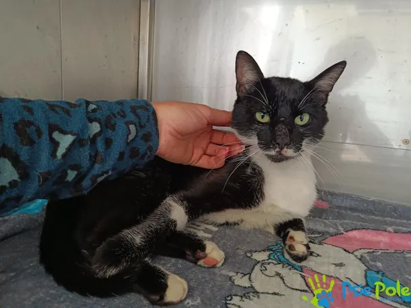 Znaleziono kota, Racławice, 13 czerwca 2025 (5/5)