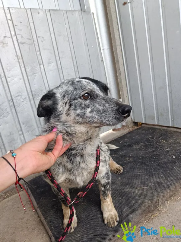 Znaleziono psa, Racławice, 12 czerwca 2025 (2/5)