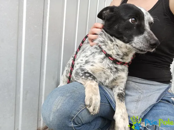 Znaleziono psa, Racławice, 12 czerwca 2025 (4/5)