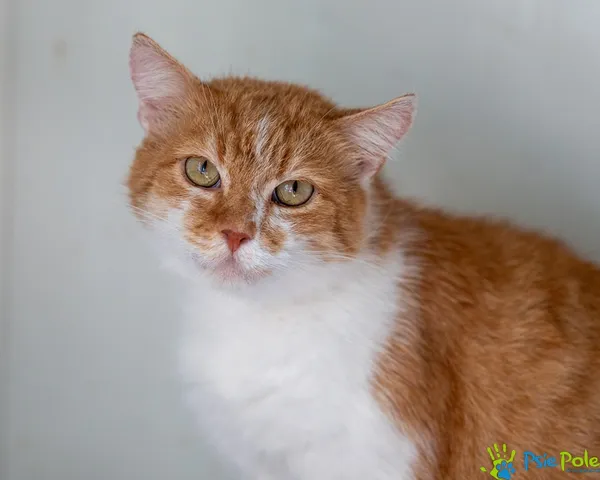 Znaleziono kota, Racławice, 12 czerwca 2025 (3/5)