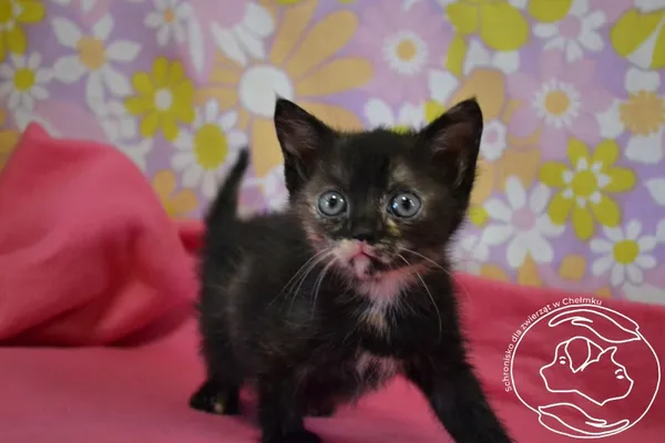 Kot do adopcji, Chełmek, 12 maja 2025