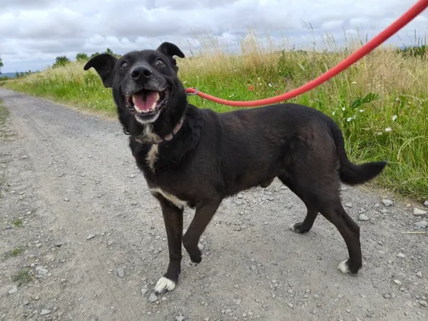 Pies do adopcji, Ropczyce, 16 czerwca 2025