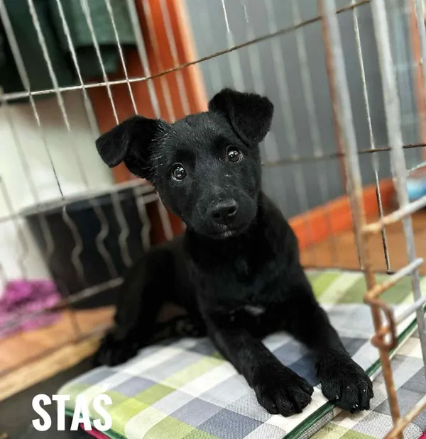 Pies do adopcji, Rytlów, 16 czerwca 2025