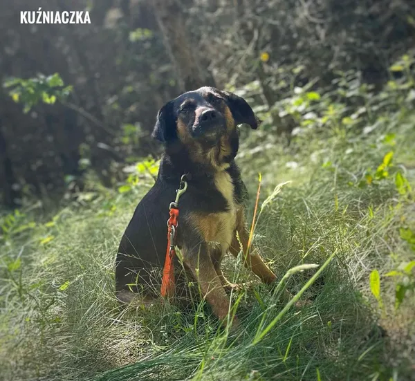 Pies do adopcji, Rytlów, 16 czerwca 2025