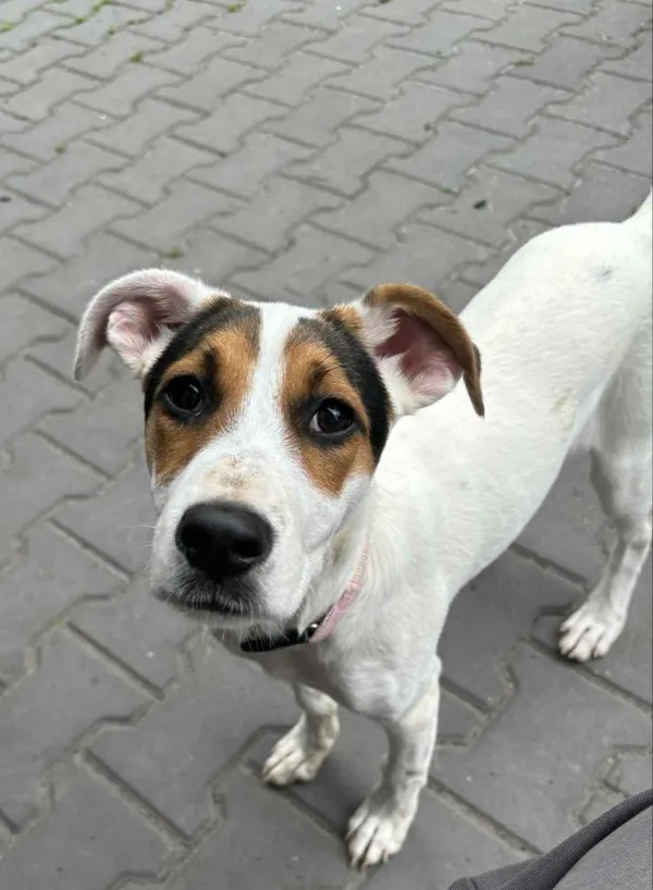 Pies do adopcji, Rytlów, 16 czerwca 2025