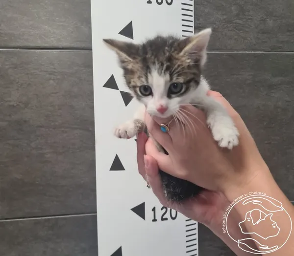 Znaleziono kota, Chełmek, 14 czerwca 2025