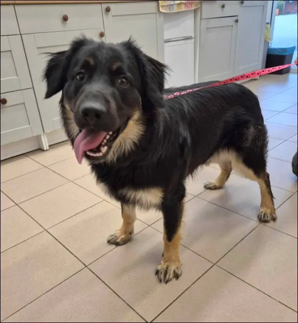 Znaleziono psa, Grudziądz, 16 czerwca 2025