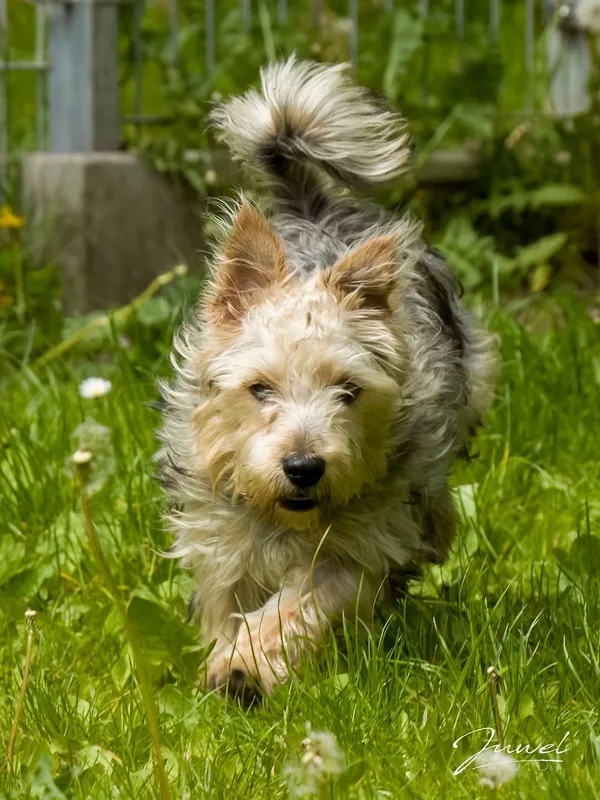 Pies do adopcji, Sopot, 16 czerwca 2025 (1/3)