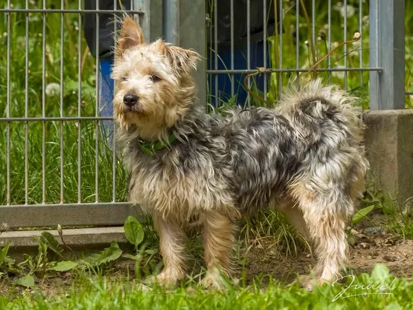 Pies do adopcji, Sopot, 16 czerwca 2025 (2/3)