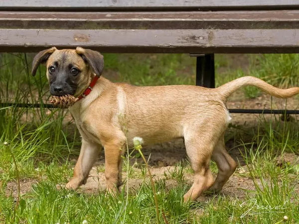 Pies do adopcji, Sopot, 16 czerwca 2025 (2/2)