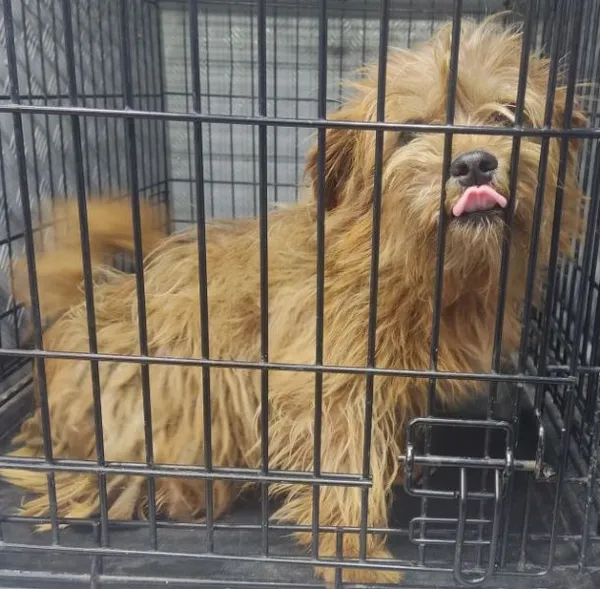 Znaleziono psa, Radom, 12 czerwca 2025