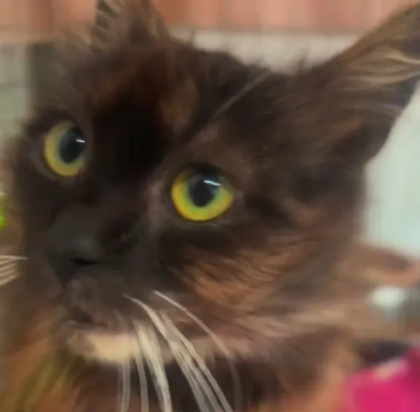 Kot do adopcji, Radom, 2 lipca 2025