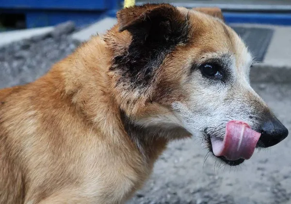 Znaleziono psa, Łódź, 16 czerwca 2025 (3/5)