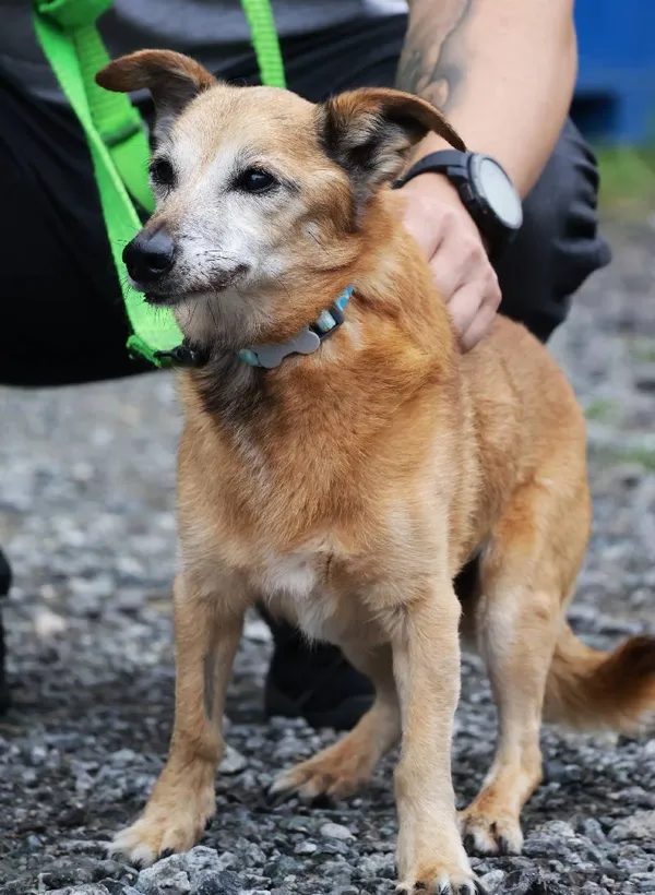 Znaleziono psa, Łódź, 16 czerwca 2025 (4/5)