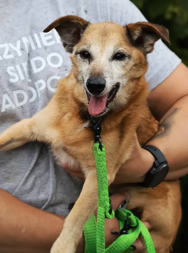 Znaleziono psa, Łódź, 16 czerwca 2025 (5/5)