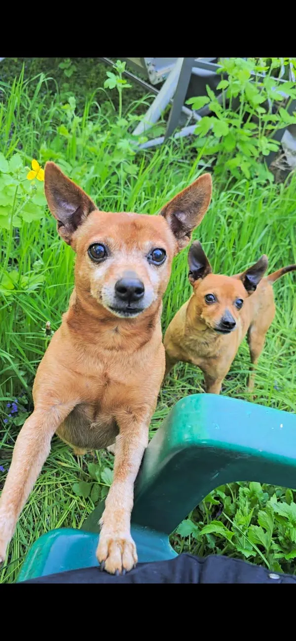 Zaginął pies, Wargowo, 17 czerwca 2025 (2/2)