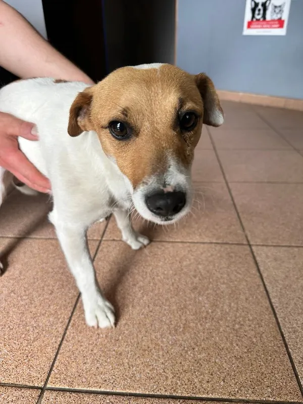 Pies do adopcji, Włocławek, 16 czerwca 2025 (2/4)