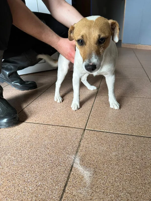 Pies do adopcji, Włocławek, 16 czerwca 2025 (3/4)