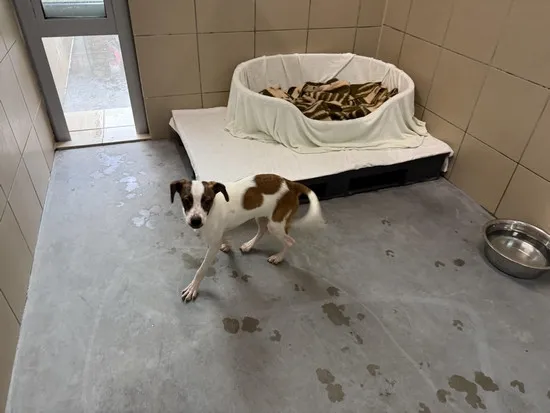 Pies do adopcji, Kraków, 2 czerwca 2025