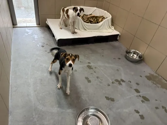 Pies do adopcji, Kraków, 2 czerwca 2025