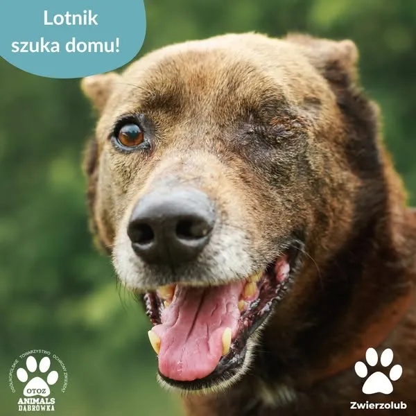 Pies do adopcji, Dąbrówka, 17 czerwca 2025 (1/5)