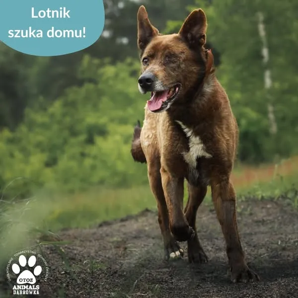 Pies do adopcji, Dąbrówka, 17 czerwca 2025 (2/5)