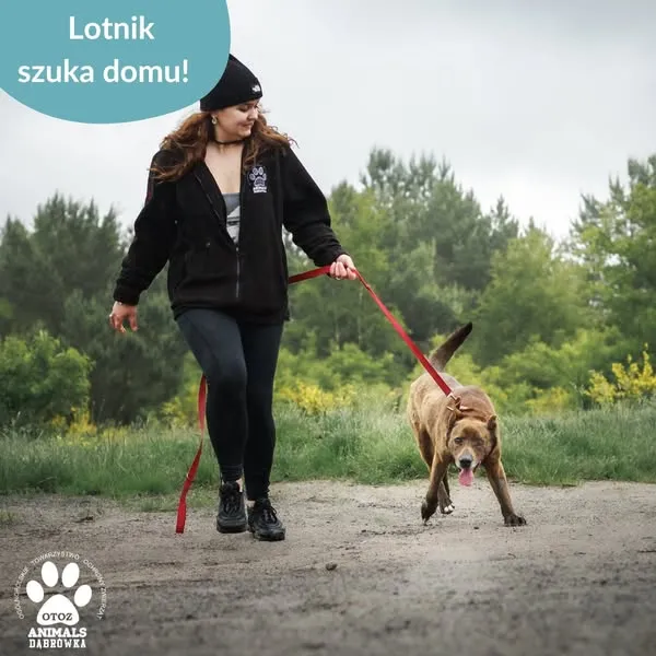 Pies do adopcji, Dąbrówka, 17 czerwca 2025 (3/5)