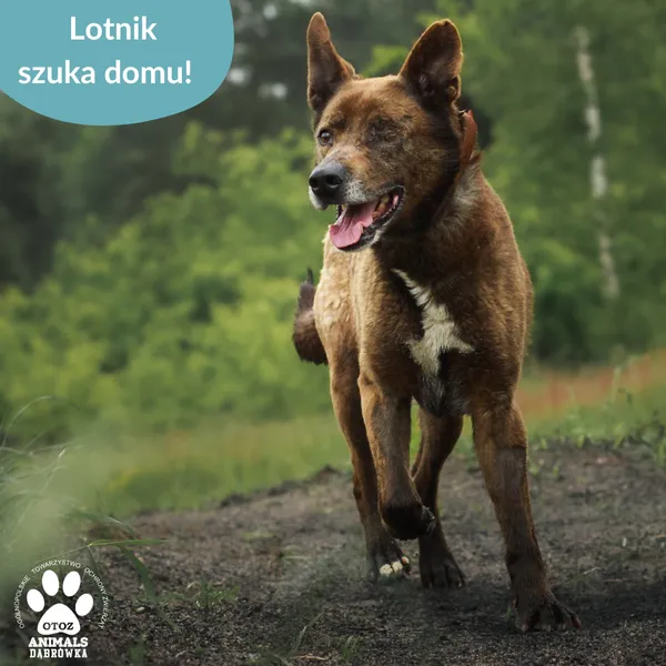 Pies do adopcji, Dąbrówka, 17 czerwca 2025 (5/5)