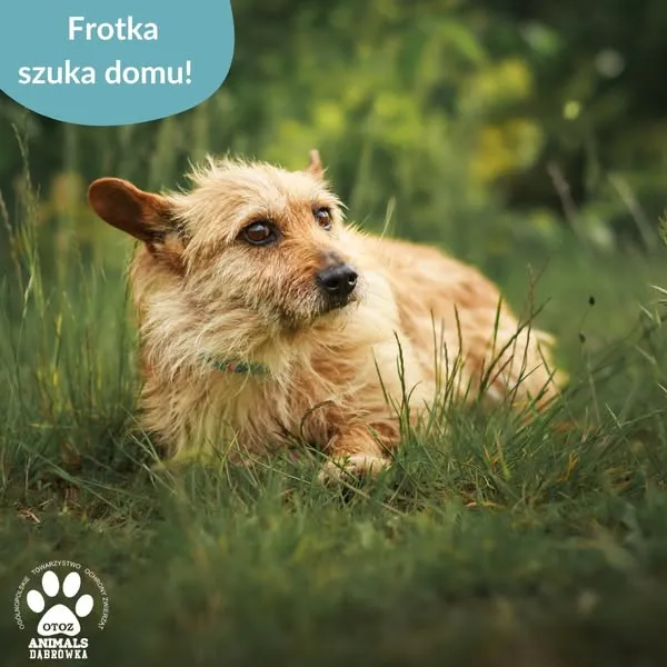 Pies do adopcji, Dąbrówka, 17 czerwca 2025 (4/5)