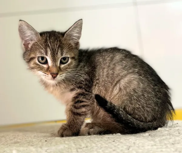 Kot do adopcji, Starogard Gdański, 17 czerwca 2025