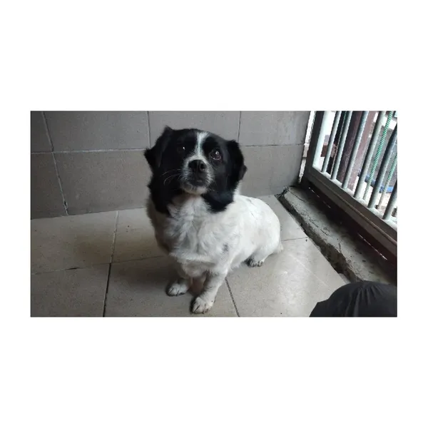 Znaleziono psa, Białystok, 16 czerwca 2025