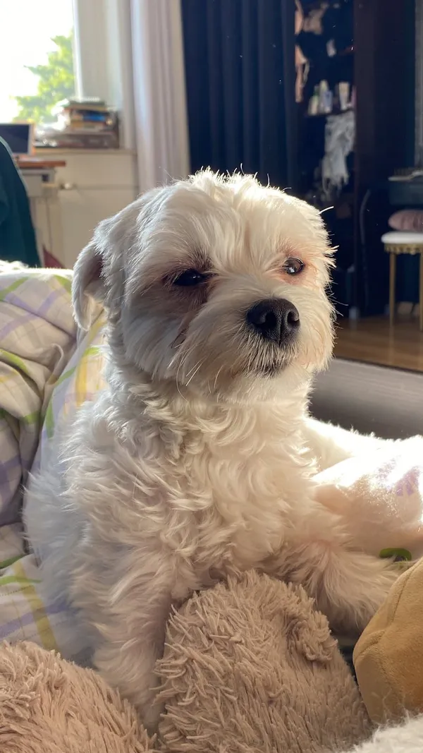 Zaginął pies, Stargard, Zarzecze, 17 czerwca 2025 (1/2)