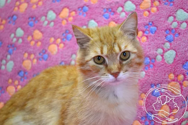 Kot do adopcji, Chełmek, 26 maja 2025