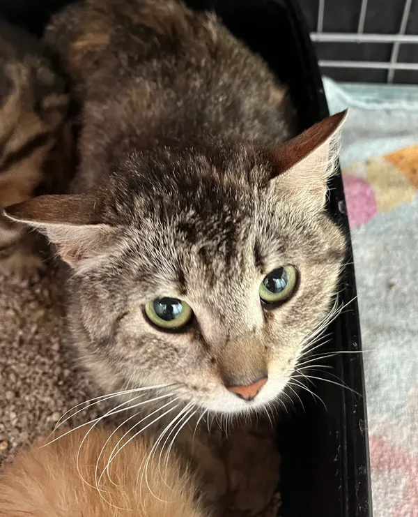 Znaleziono kota, Dobra, 17 czerwca 2025