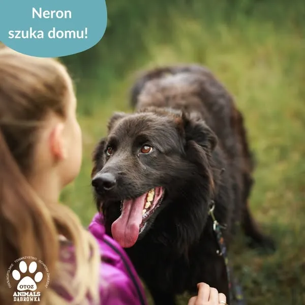 Pies do adopcji, Dąbrówka, 17 czerwca 2025 (4/5)