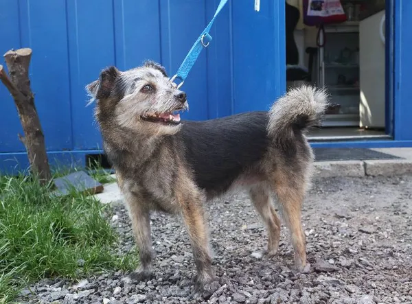 Znaleziono psa, Łódź, 17 czerwca 2025 (1/4)