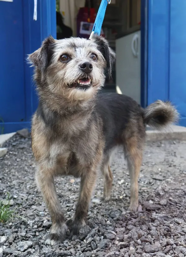 Znaleziono psa, Łódź, 17 czerwca 2025 (4/4)