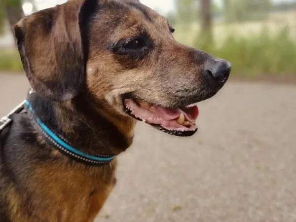 Pies do adopcji, Pawłowo, 17 czerwca 2025 (1/4)