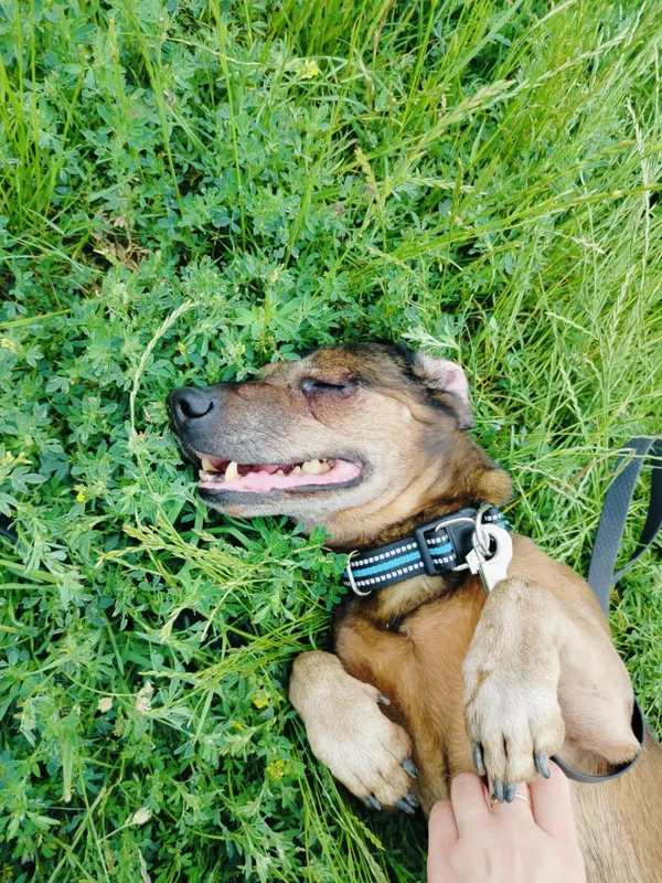 Pies do adopcji, Pawłowo, 17 czerwca 2025 (2/4)