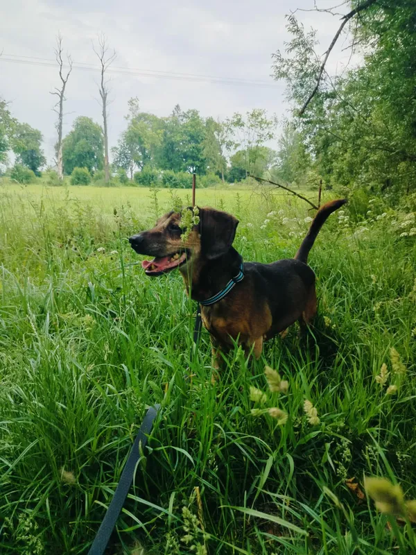 Pies do adopcji, Pawłowo, 17 czerwca 2025 (3/4)