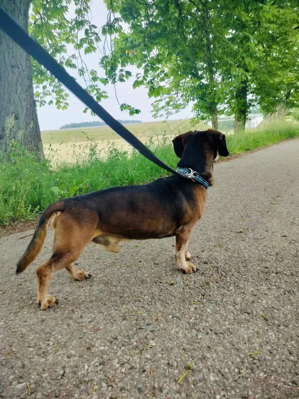 Pies do adopcji, Pawłowo, 17 czerwca 2025 (4/4)