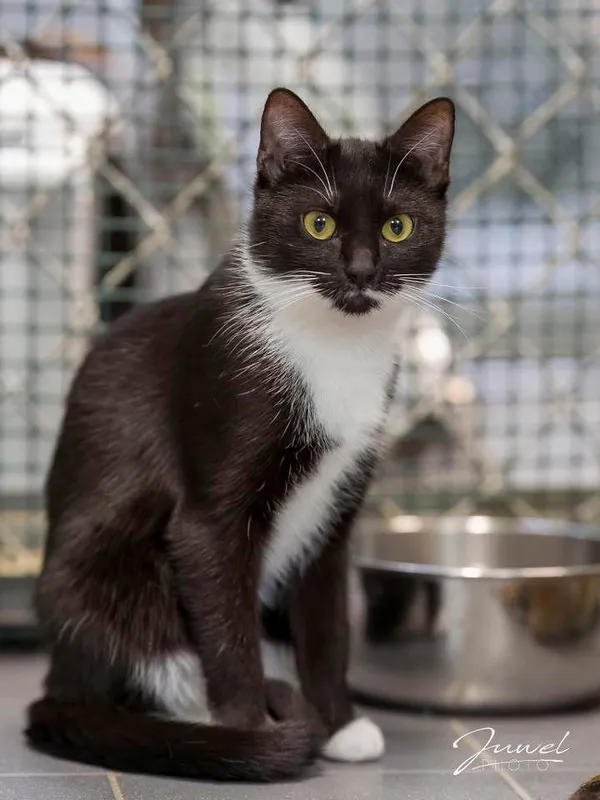 Kot do adopcji, Sopot, 17 czerwca 2025 (2/3)