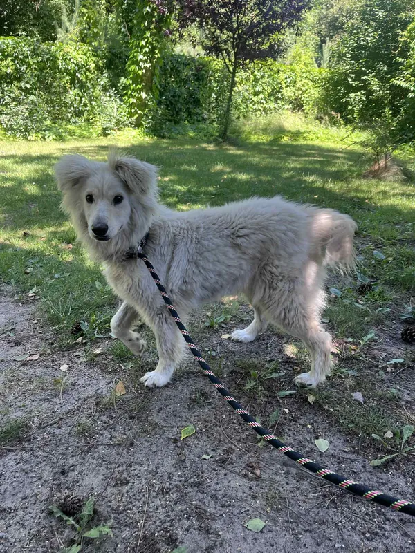 Pies do adopcji, Włocławek, 17 czerwca 2025 (1/3)