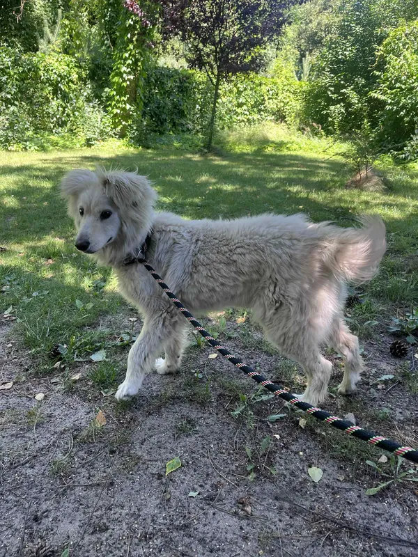 Pies do adopcji, Włocławek, 17 czerwca 2025 (2/3)