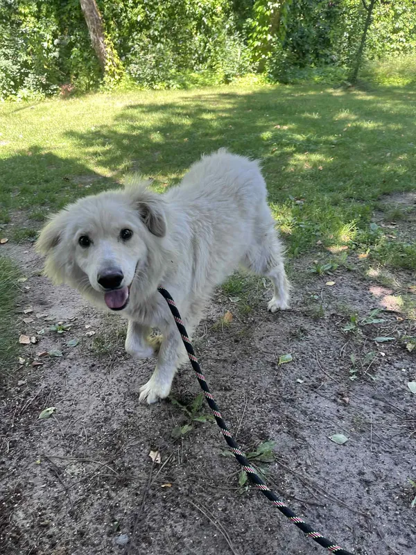 Pies do adopcji, Włocławek, 17 czerwca 2025 (3/3)