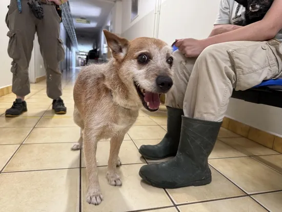 Pies do adopcji, Kraków, 3 czerwca 2025