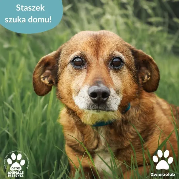 Pies do adopcji, Dąbrówka, 18 czerwca 2025 (1/5)