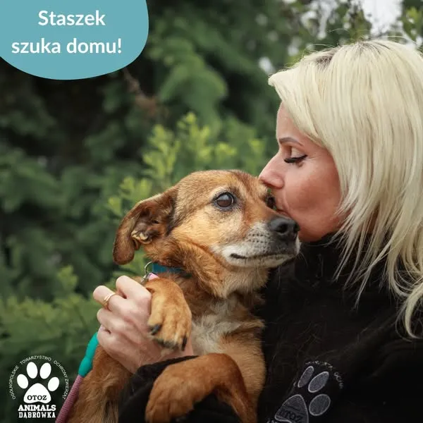 Pies do adopcji, Dąbrówka, 18 czerwca 2025 (2/5)