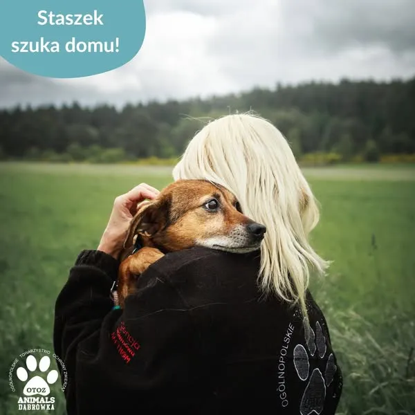 Pies do adopcji, Dąbrówka, 18 czerwca 2025 (3/5)